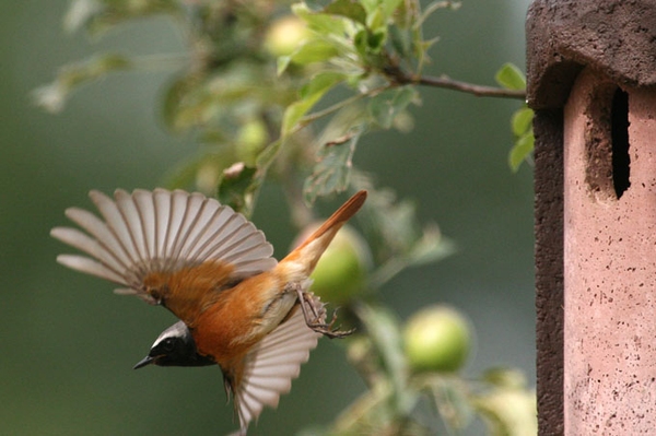 Neuer Wohnraum für heimische Brutvögel Nistkästen im Garten und am Haus helfen vielen Arten