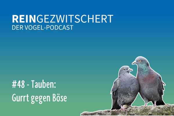 Reingezwitschert – der NABU-Vogelpodcast Tipps, Neuigkeiten und Kurioses für alle Vogelfans