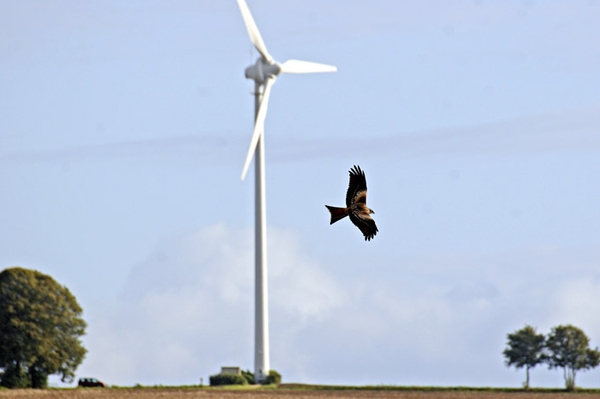 Windkraftausbau vs. Artenschutz Bitte Brutplätze schlaggefährdeter Arten melden