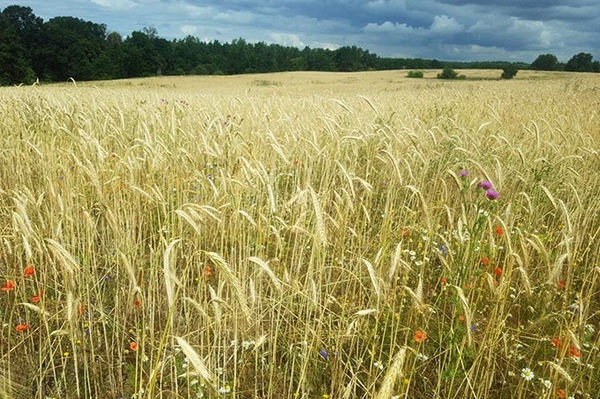 Mehr Vielfalt rund um die Lieps
NABU-Stiftung erwirbt über 100 Hektar bei Neubrandenburg