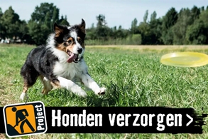 Honden houden en verzorgen | HORNBACH