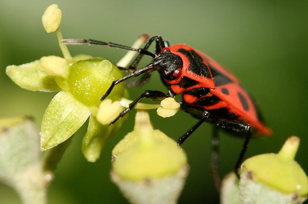 Ergebnis Insektensommer 2024 Niedersachsens Gärten als wichtiger Lebensraum für Insekten