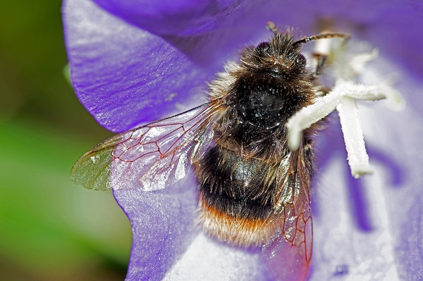 Insektensommer 2023 Ergebnisse der Zählung im Juni