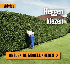 Heggen kiezen | HORNBACH 