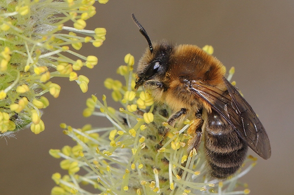 Frühlings-Seidenbiene früh aktiv Wildbiene des Jahres 2023 gekürt