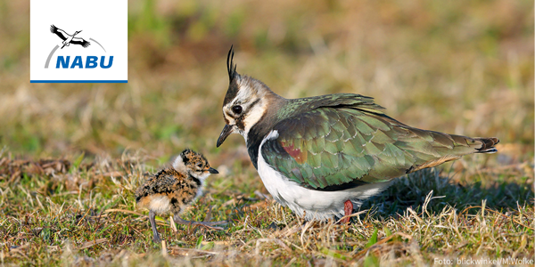 Kiebitz und Küken - Foto: blickwinkel/M. Woike