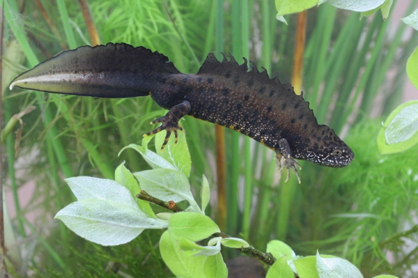 Auf der Suche nach dem Wasserdrachen
Bedrohter Kammmolch in Westerwälder Seen nachgewiesen