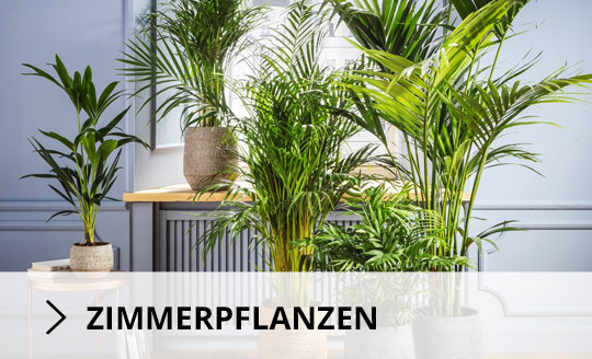 Zimmerpflanzen