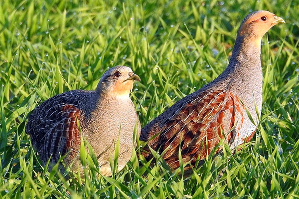 Schutzprogramm für gefährdete Agrarvögel Rebhuhn, Kiebitz und Grauammer brauchen unsere Hilfe