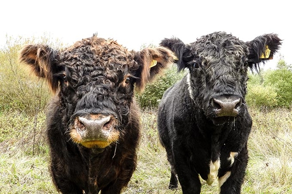 Neue Bewohner auf dem Windknollen
NABU-Stiftung startet Beweidungspojekt mit Rindern bei Jena