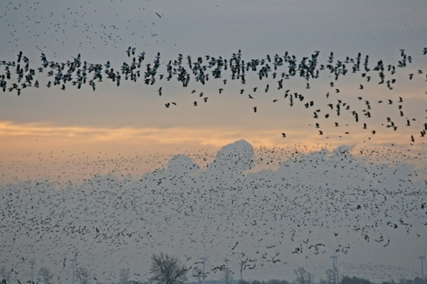 Zugvögel treten ihre Reise in den Süden an Auch der Vogel des Jahres, das Braunkehlchen, tritt nun seine Reise an