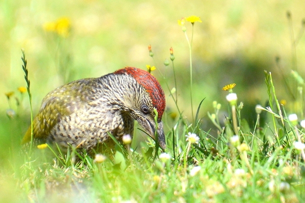 Mähfreier Mai – Natur im Garten willkommen heißen NABU Niedersachsen wirbt für den Aktionsmonat „Mähfreier Mai“