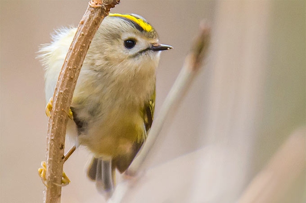 Amsel, Drossel, Fink und Star ... ... Wer bleibt da? So überleben Vögel den kalten Winter