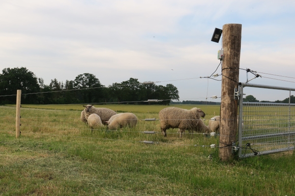 DIEMEDIAFABRIK unterstützt NABU-Projekt „Herdenschutz Niedersachsen“ Zaundraht abrollen einfach gemacht – für den Herdenschutz