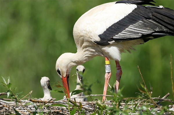 Toller Start in die Brutsaison 57 Weißstorch-Paare brüten in Hamburg!