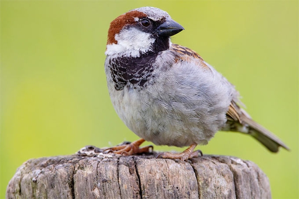 Endergebnis zur „Stunde der Wintervögel“ Insgesamt weniger Futterhausbesucher gezählt