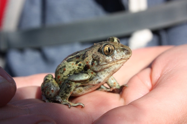 Bundesfreiwilligendienst beim NABU Sachsen Unterstützung für die Naturschutzstation Freiberg gesucht