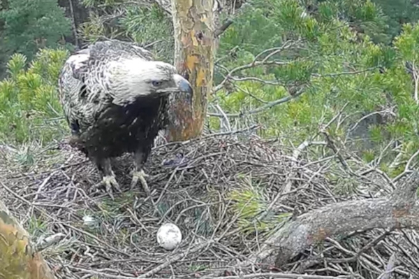 Kaiseradler-Webcam auf Sendung So leben die seltenen Greifvögel an der Wolga