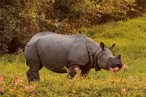Erfolgreicher Nashornschutz in Indien