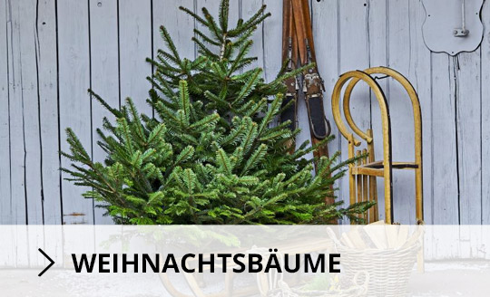 Weihnachtsbäume