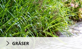 Gräser