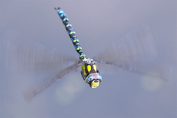 Flugkünstler im Mosaikkleid Blaugrüne Mosaikjungfer (Aeshna cyanea)
