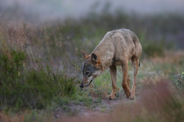 Wolfsmanagement in Deutschland