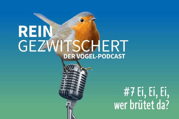 Reingezwitschert – der NABU-Vogelpodcast Siebte Folge: Eier und Gelege – Ei, Ei, Ei, wer brütet da?