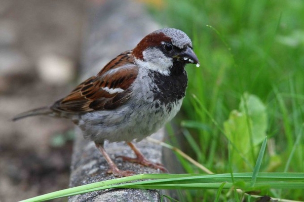 6.000 Vogelfans zählen immer weniger Vögel Ernüchternde Ergebnisse der Stunde der Gartenvögel für Baden-Württemberg