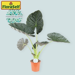 FLORASELF Olifantsoor Alocasia regal shields potmaat Ø 24 cm H 100-110 cm