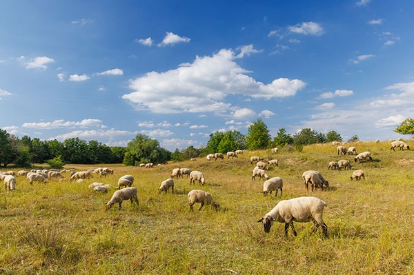 Schafbeweidung in der Hutelandschaft Altranft
NABU-Stiftung erwirbt neun Hektar Land in Südbrandenburg