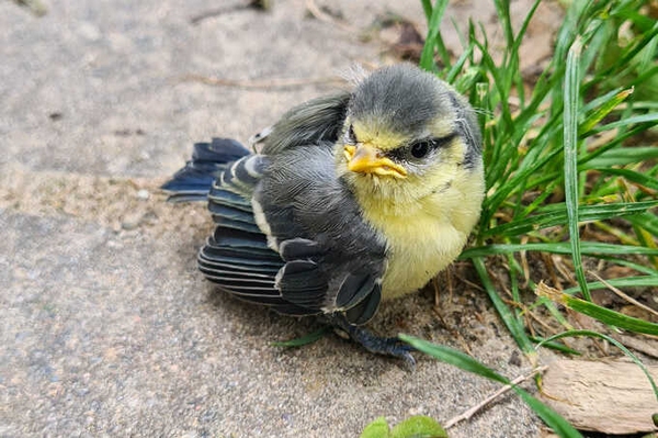 Wildtierhilfe in der Praxis: Vögel 12.11.2025: Onlinekurs zur Ersten Hilfe bei Vögeln