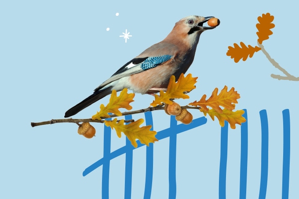 Wenige Wintergäste, viele Ringeltauben Endergebnis der Stunder der Wintervögel 2023