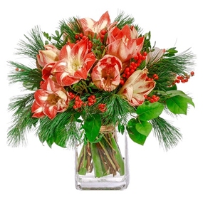 Amaryllis