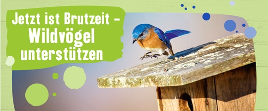 Jetzt Wildvögel unterstützen