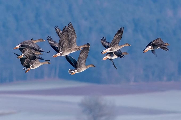 Über 20.000 Gäste aus dem hohen Norden Vogelrast 2020 in Grünhaus
