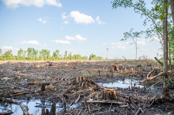 Holzverbrennung in Kraftwerken stoppen! Hilf uns: Unsere Wälder dürfen nicht verheizt werden