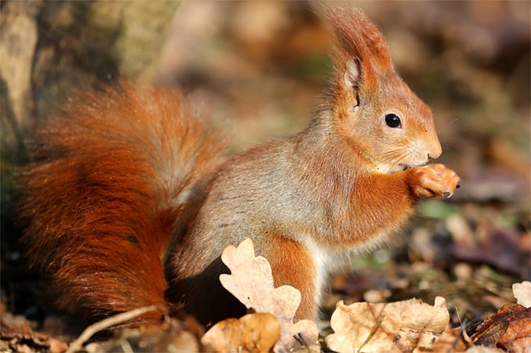Wer war denn das? Heimischen Wildtieren auf der Spur