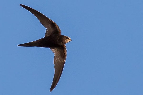 Der Mauersegler Ein Leben im Flug