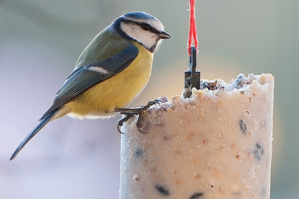 Tipps zur Vogelfütterung Infos und Anleitungen für Vogelfutter, Futterstelle und Co.