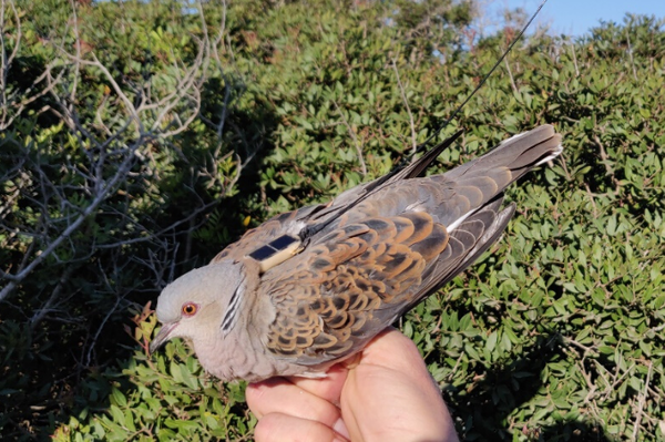 Neues von den Turteltauben Der Vogel des Jahres im Blog