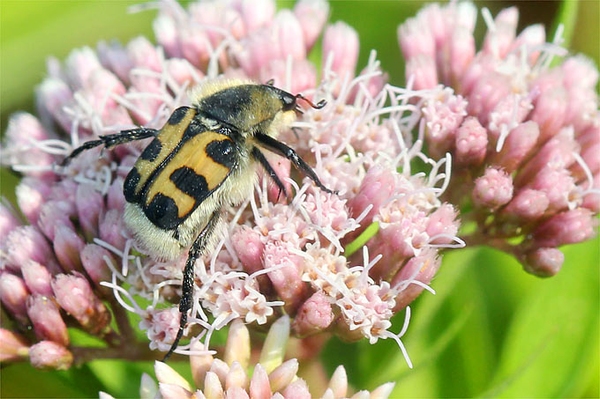 3. NABU-Fachtagung zum Insektenrückgang Lichte Wälder und keine Pestizide