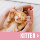 Kitten