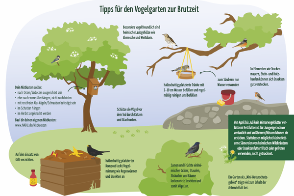 Tipps zur Vogelfütterung im Sommer Helfen ohne zu schaden