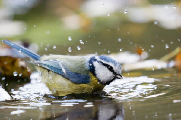 Hecheln, baden, koten, faulenzen So gehen Tiere mit der Sommerhitze um