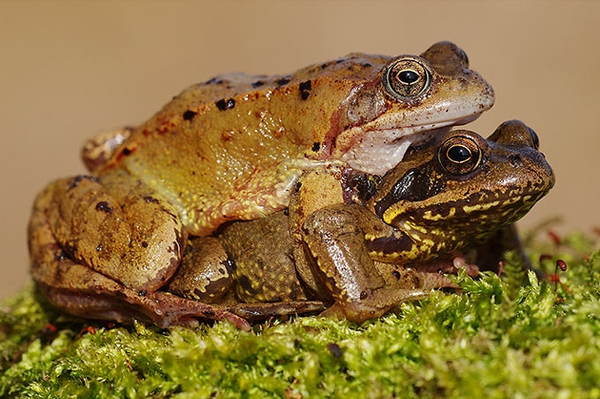 Erste Frösche auf Hochzeitsreise Amphibien nutzen die feucht-milde Witterung