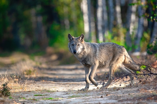 Tag des Wolfes 2020 NABU vergleicht Herdenschutzförderung der Bundesländer