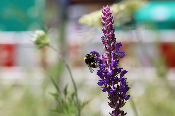 Insekten helfen und Extremwetter trotzen NABU und Land laden zur Bewerbung bei „Natur nah dran“