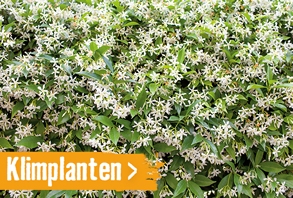 Klimplanten | HORNBACH