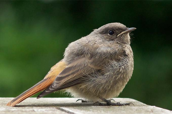 Jungvögel nicht mitnehmen Viele Vogelarten verlassen ihr Nest bevor sie fliegen können